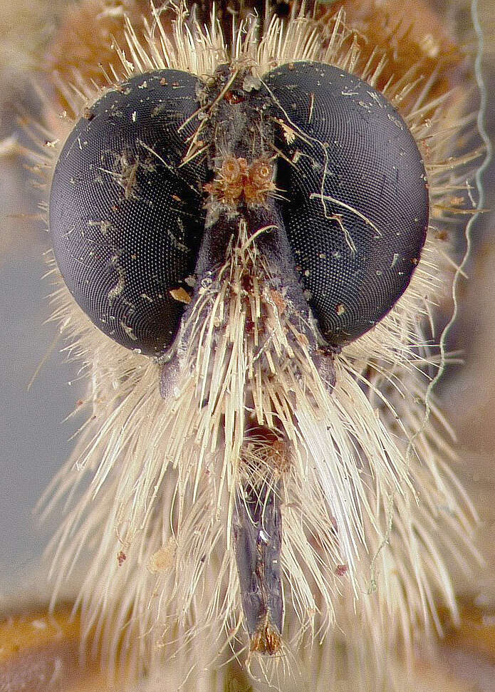 Image of Stenopogon inquinatus Loew 1866