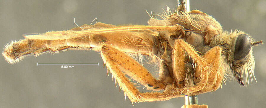 Image of Stenopogon latipennis Loew 1866