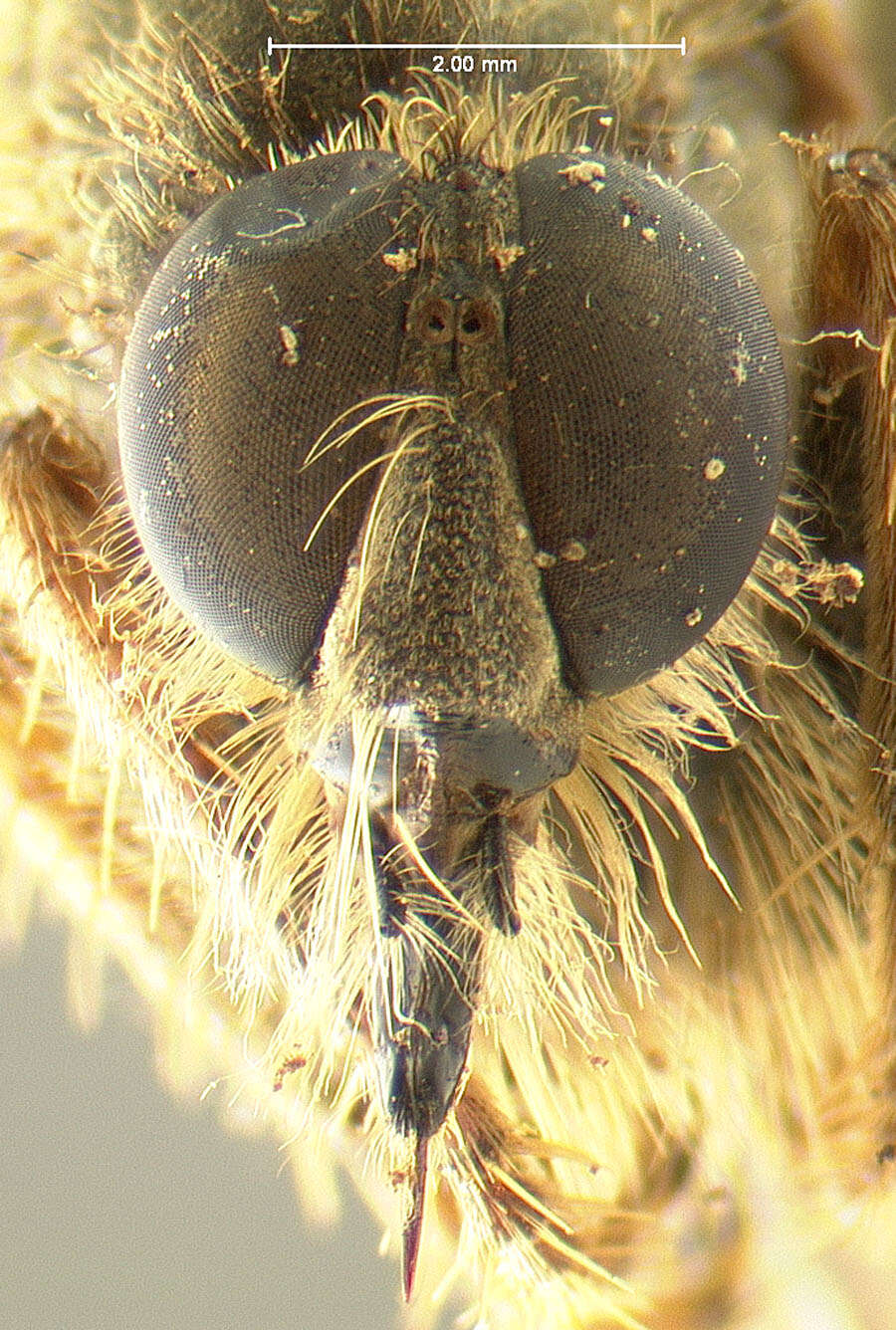 Image of Stenopogon obscuriventris Loew 1872