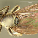 Image of <i>Dioctria resplendens</i>