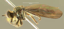 Image of <i>Dioctria resplendens</i>
