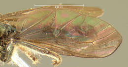 Image of <i>Dioctria resplendens</i>