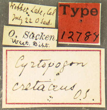 Image of Cyrtopogon princeps Osten Sacken 1877
