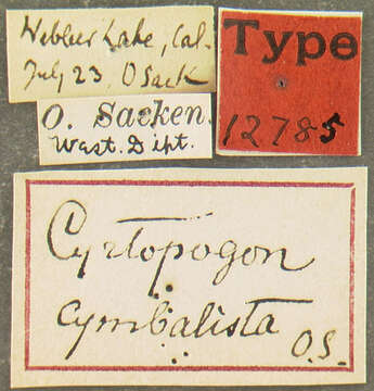 Image of Cyrtopogon cymbalista Osten Sacken 1877