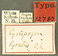 Image of Cyrtopogon lyratus Osten Sacken 1878