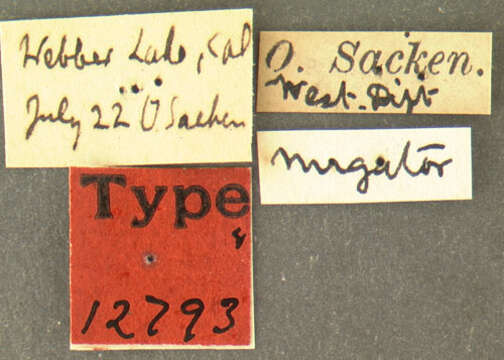 Image of Cyrtopogon nugator Osten Sacken 1877