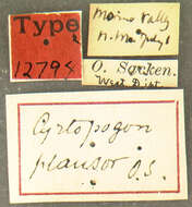 Image of Cyrtopogon plausor Osten Sacken 1877