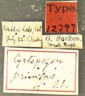 Image of Cyrtopogon rattus Osten Sacken 1877