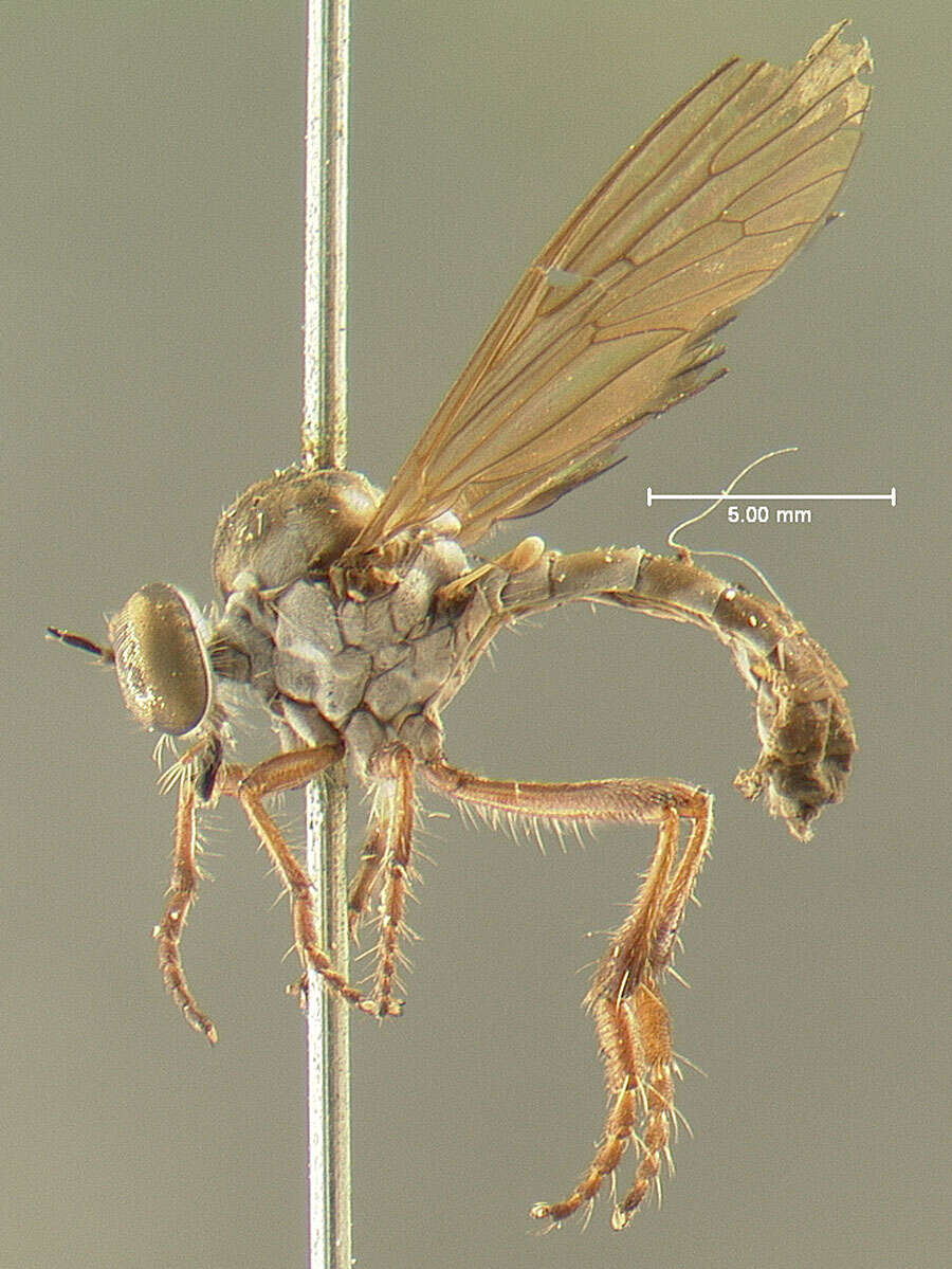 Image of Holcocephala calva (Loew 1872)