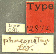 Image of Holopogon phaeonotus Loew 1874