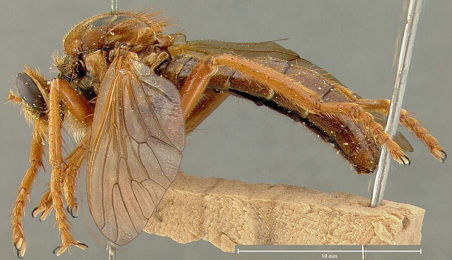Image of Callinicus calcaneus Loew 1872