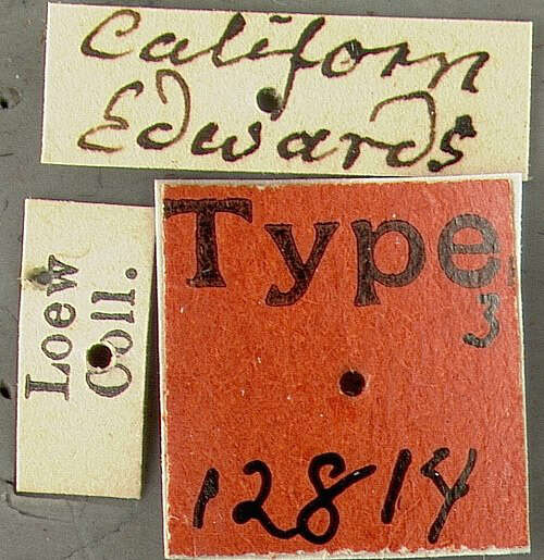 Image of Callinicus calcaneus Loew 1872
