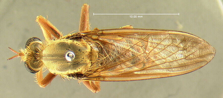 Image de Saropogon combustus Loew 1874