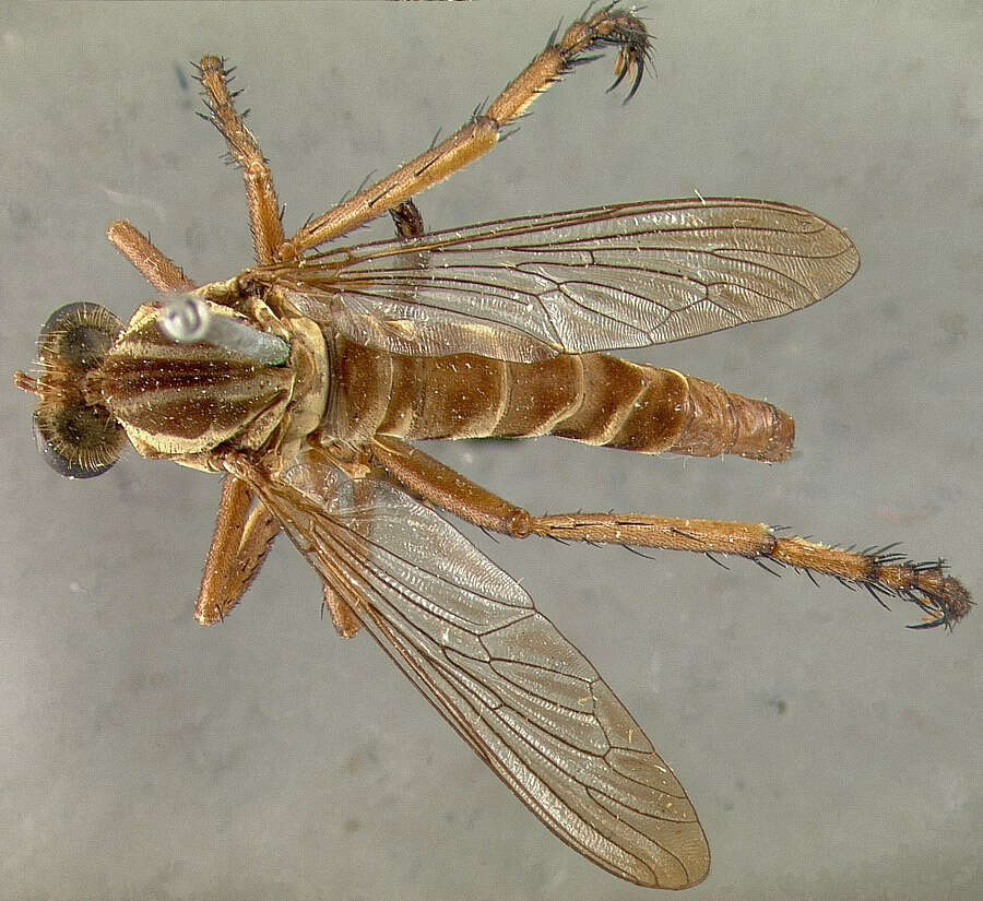 Image de Diogmites angustipennis Loew 1866