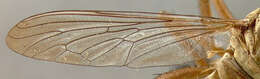 Image of Diogmites angustipennis Loew 1866