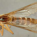 Image of <i>Deromyia discolor</i>