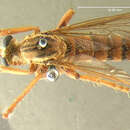 Image of <i>Deromyia hypomelas</i>