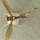 Image of <i>Deromyia platyptera</i>