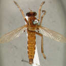 Image of <i>Deromyia umbrina</i>