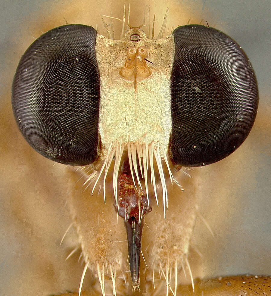 Image of Diogmites angustipennis Loew 1866