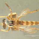 Image of <i>Deromyia misellus</i>