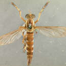 Image of <i>Deromyia bilineata</i>
