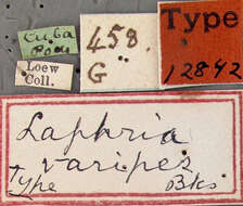 Image of Laphria varipes Bigot 1878