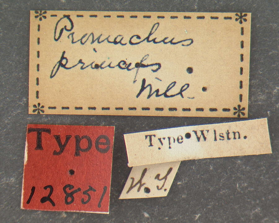 Image of Promachus princeps Williston 1885