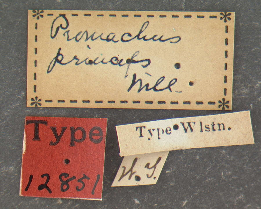 صورة Promachus princeps Williston 1885