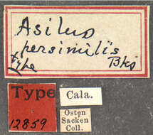 Image of Neomochtherus comosus (Hine 1918)