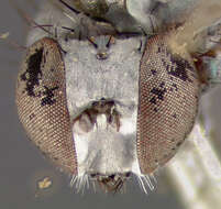 Image of Asyndetus ammophilus Loew 1869