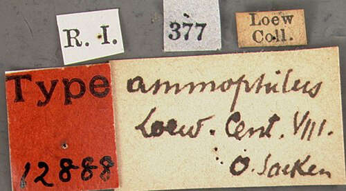 Image of Asyndetus ammophilus Loew 1869