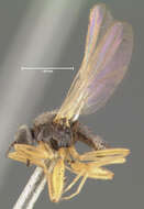 Image of Platypalpus hastatus Melander 1902