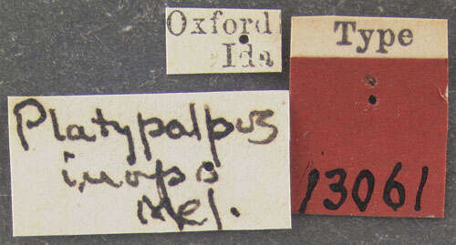 Image of Platypalpus inops Melander 1902