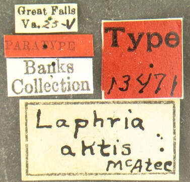 Image of Laphria aktis McAtee 1919