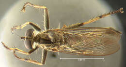 Image of <i>Asilus autumnalis</i>