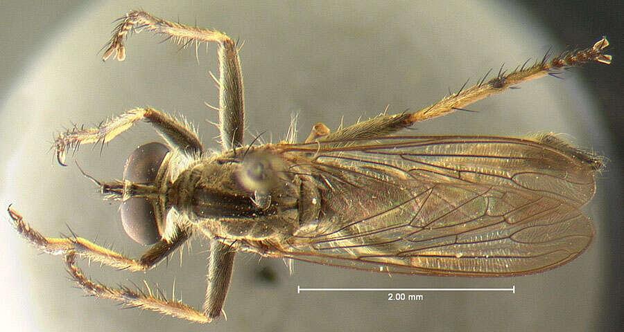 Image of <i>Asilus autumnalis</i>