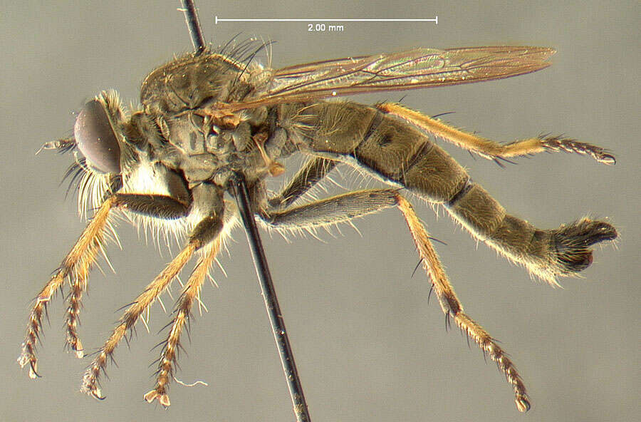 Image of <i>Asilus autumnalis</i>