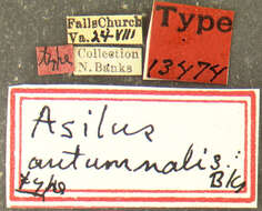 Image of <i>Asilus autumnalis</i>