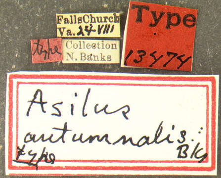 Image of <i>Asilus autumnalis</i>