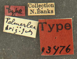 Image of Ommatius pretiosus Banks 1911