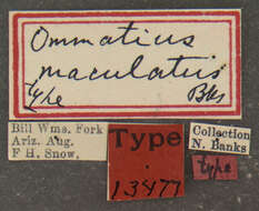 Image of Ommatius maculatus Banks 1911