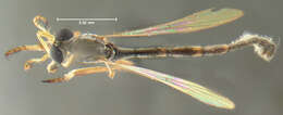 Image of Leptogaster flavipes Loew 1862