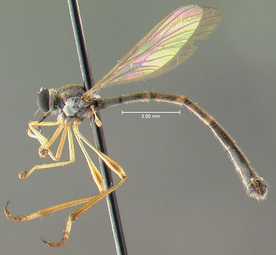 Image of Leptogaster flavipes Loew 1862