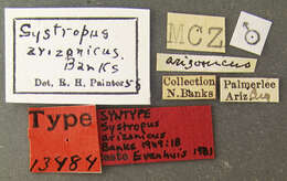 Image of Systropus arizonicus Banks 1909