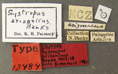 Image of Systropus arizonicus Banks 1909