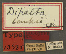 Image of Dipalta banksi Johnson 1921