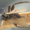 Image of Rhamphomyia corvina Loew 1861