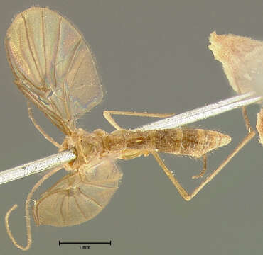 Image of Macrocera inconcinna Loew 1870
