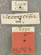 Image of Macrocera inconcinna Loew 1870